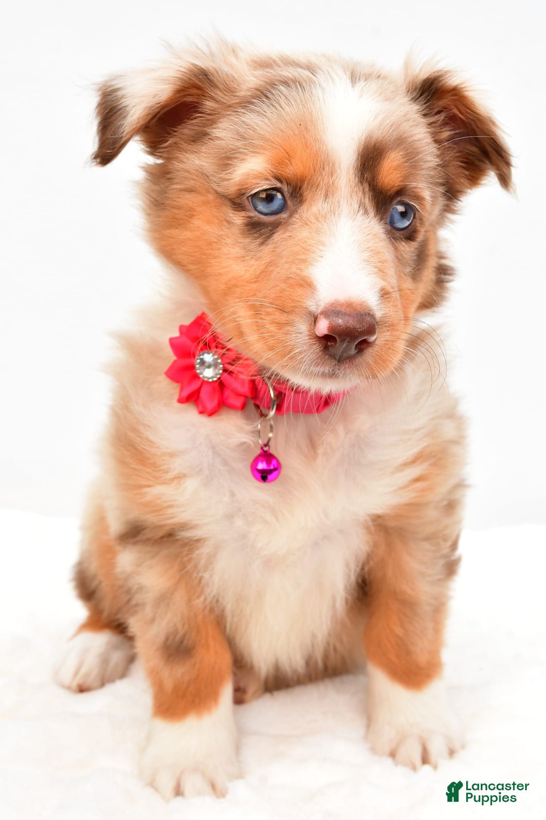 Australian Shepherd dogs for sale: Raine - Image 6