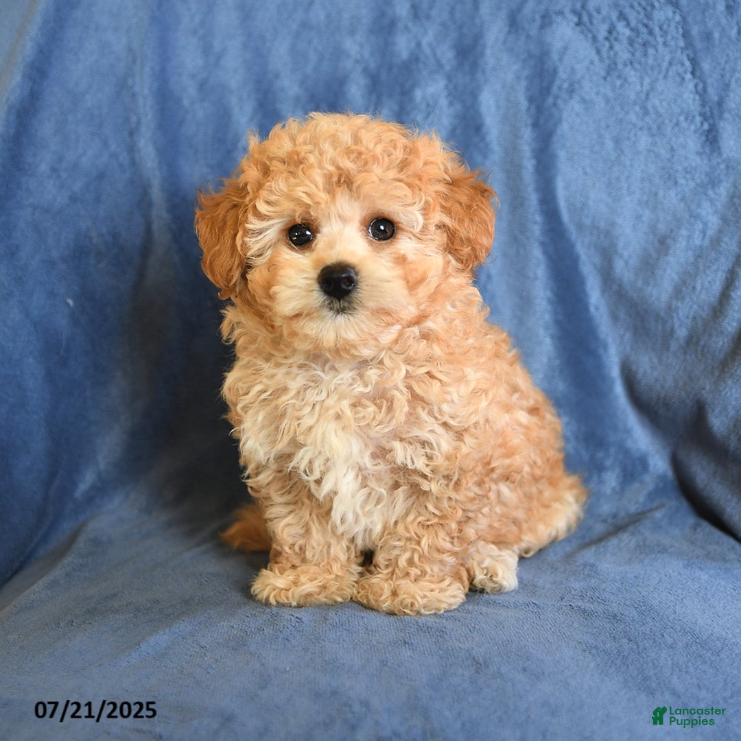 Maltipoo dogs for sale: Duane - Image 3