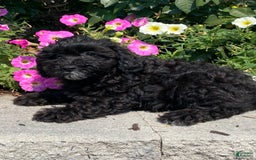 Lhasapoo dogs for sale: Jorden - Image 6