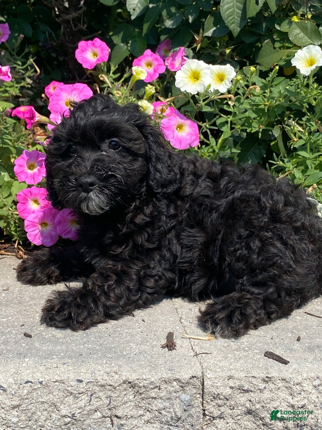 Lhasapoo dogs for sale: Jorden - Image 6