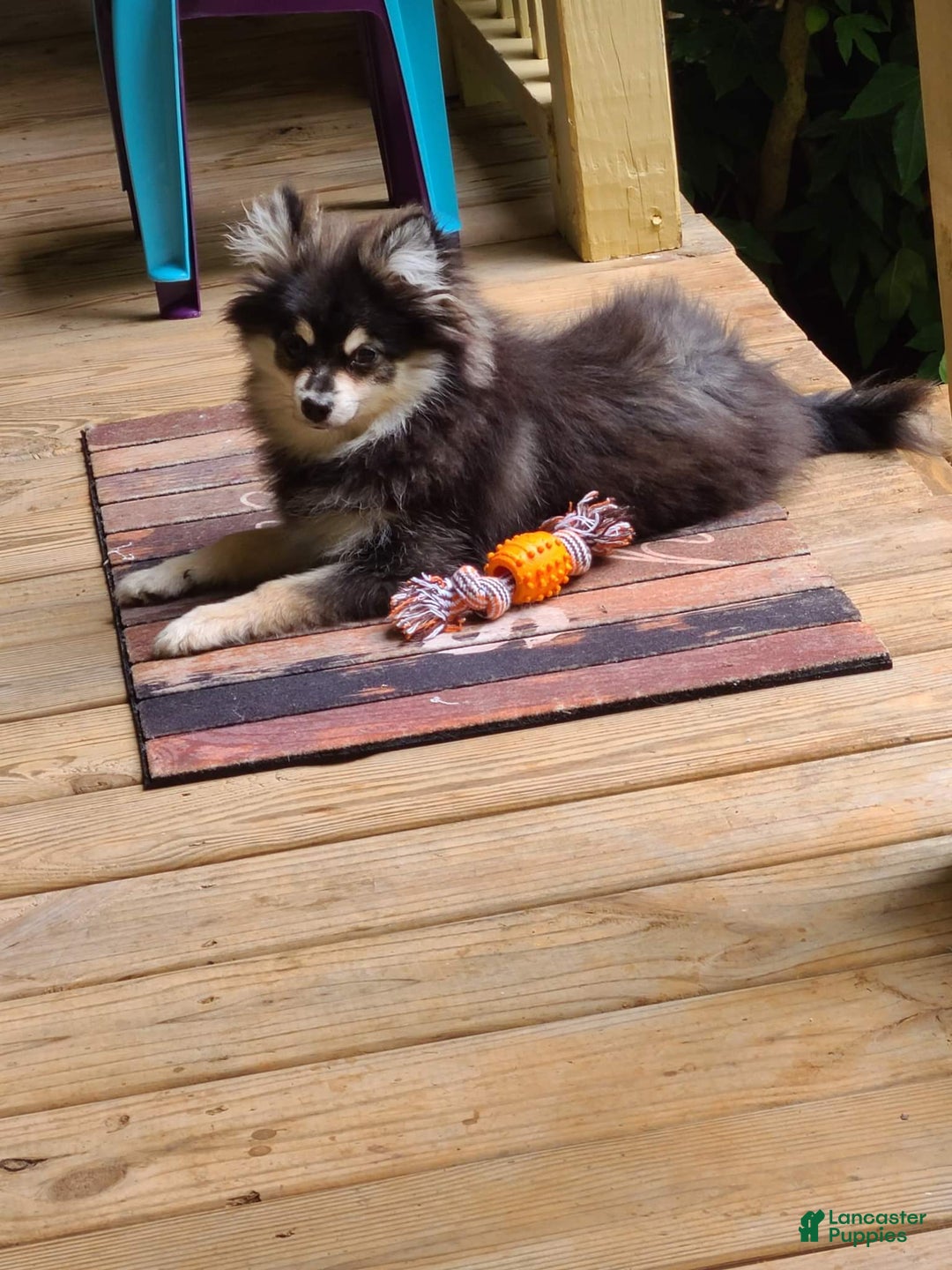 Pomeranian dogs for sale: Merle - Image 8