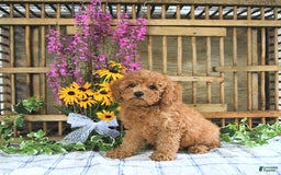 Cavapoo dogs for sale: Freya - Image 2