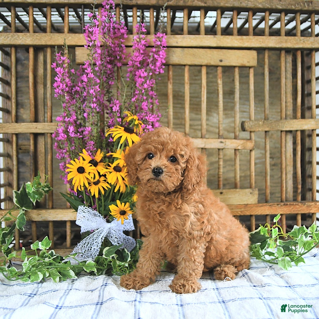 Cavapoo dogs for sale: Freya - Image 2