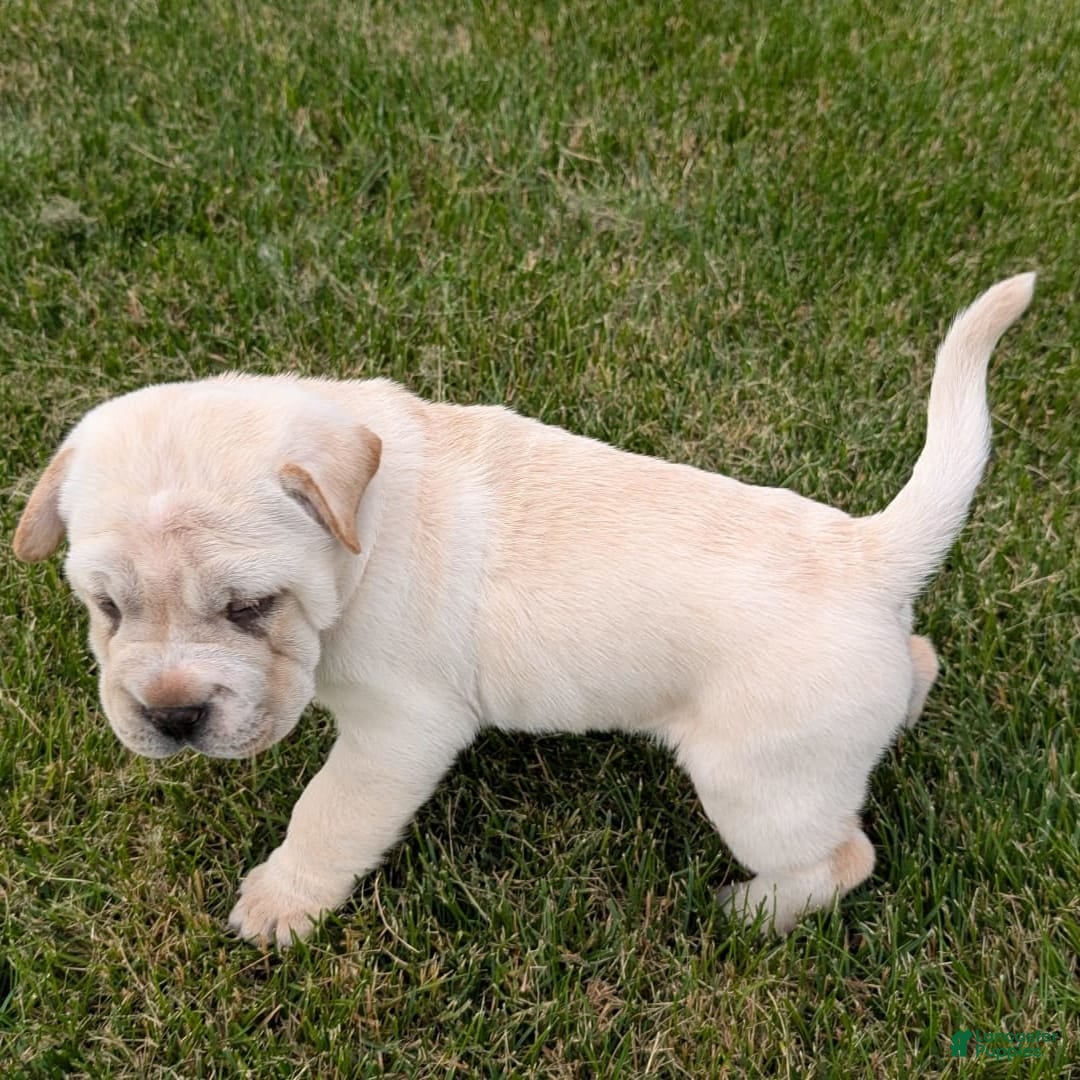 Mini Hippo dogs for sale: Cody - Image 1