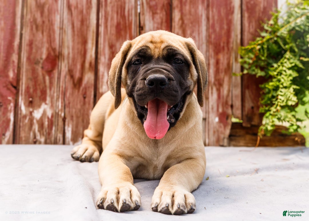 English Mastiff dogs for sale: Hadley - Image 13