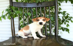 Jack Russell Terrier dogs for sale: Zara - Image 5