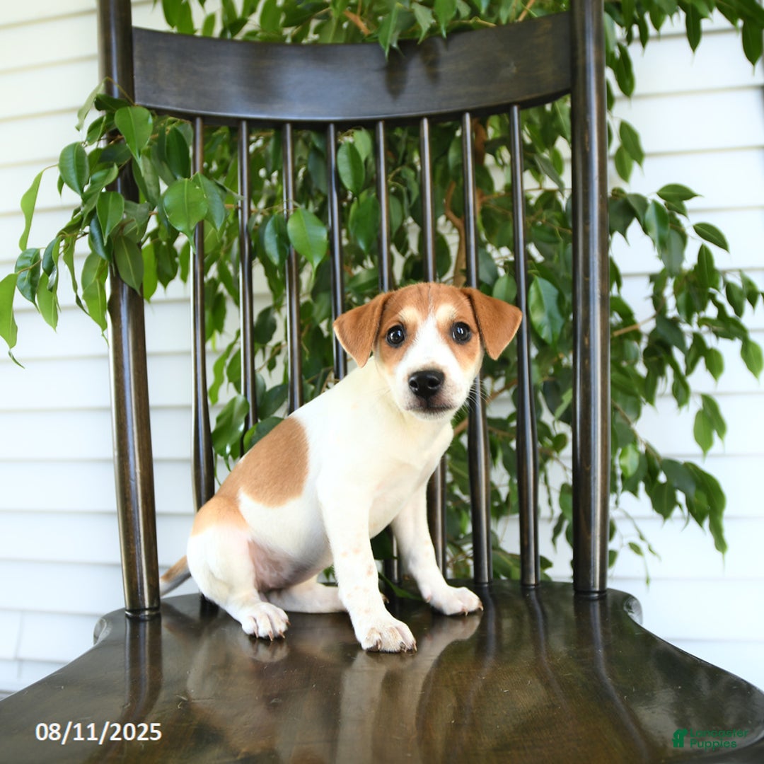 Jack Russell Terrier dogs for sale: Zara - Image 5