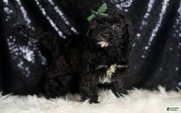 Cavapoo dogs for sale: Riddle - Image 3