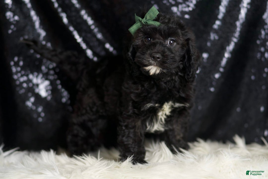 Cavapoo dogs for sale: Riddle - Image 3
