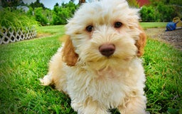 Havapoo dogs for sale: Reggie - Image 10