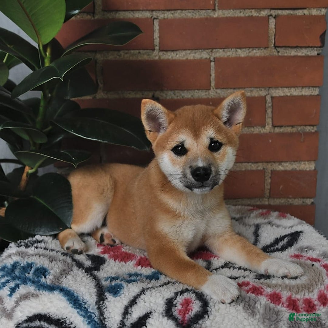 Shiba Inu dogs for sale: Lilly - Image 5