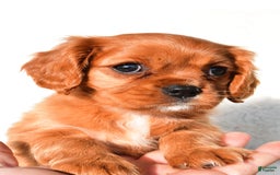 Cavalier King Charles Spaniel dogs for sale: Cavalier King Charles Spaniel 2 puppies - Image 2