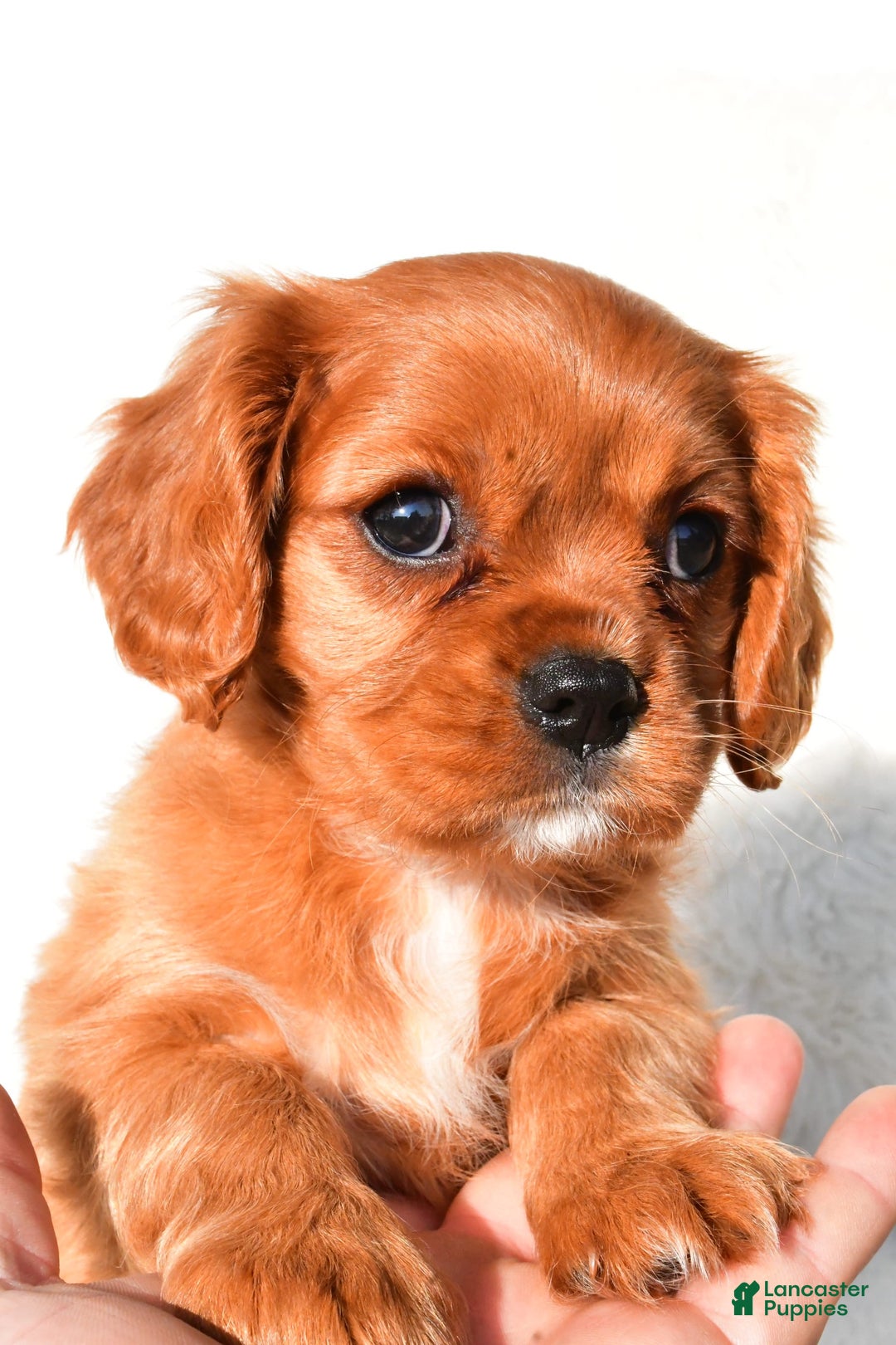 Cavalier King Charles Spaniel dogs for sale: Cavalier King Charles Spaniel 2 puppies - Image 2
