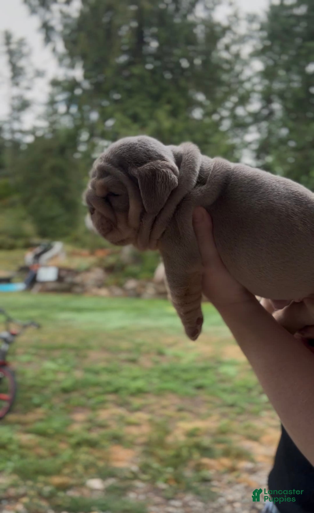 English Bulldog dogs for sale: Boy 1 - Image 2