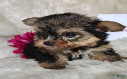 Yorkshire Terrier dogs for sale: Venessa - Image 2