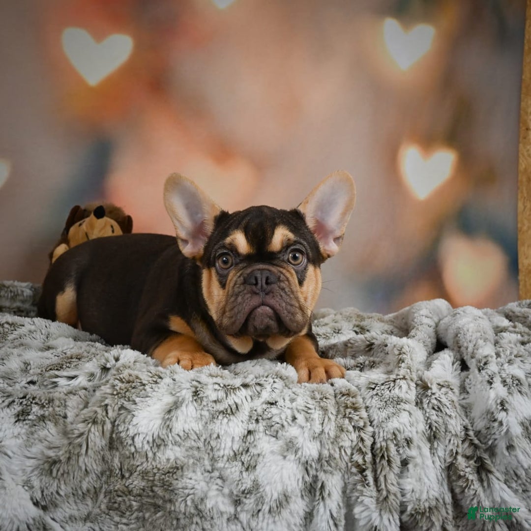 French Bulldog dogs for sale: Nova - Image 4
