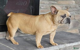 French Bulldog dogs for sale: Madison - Image 3