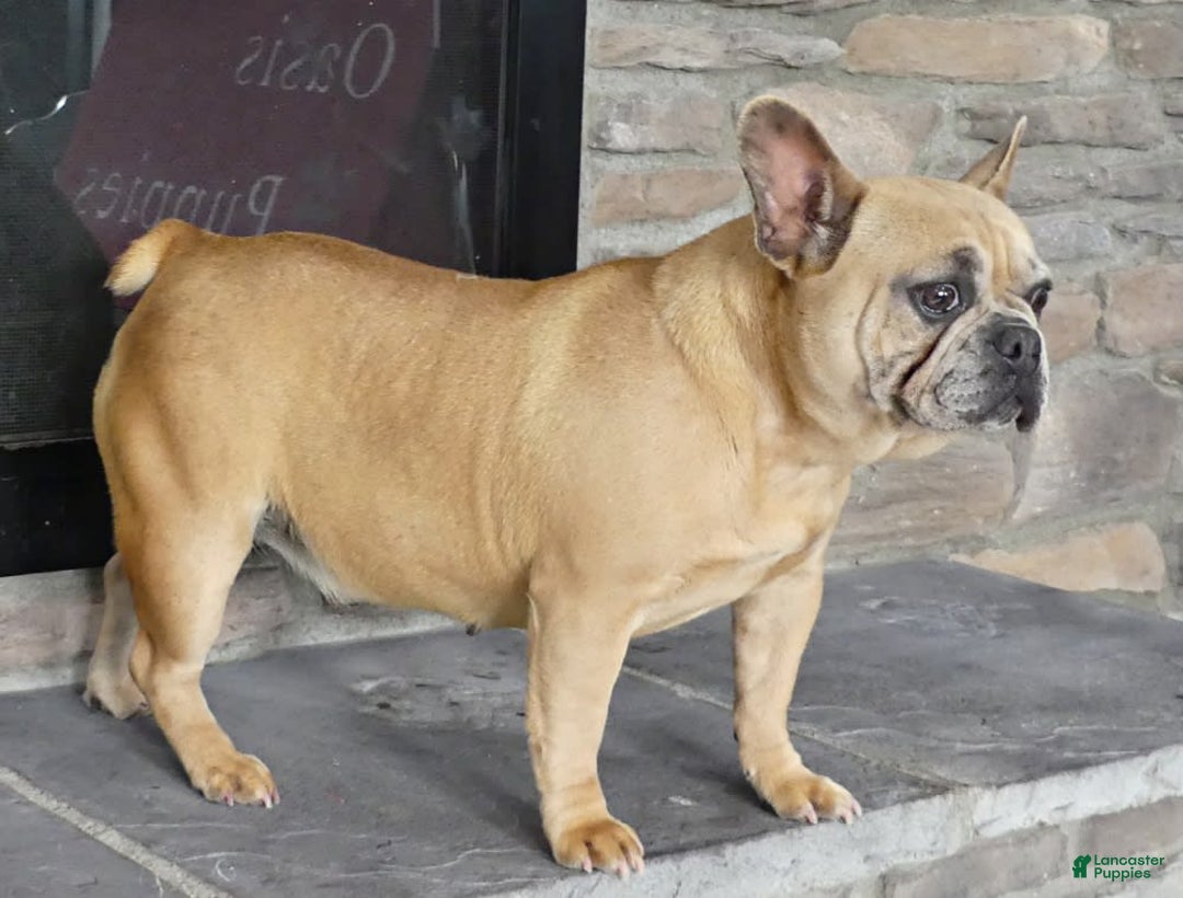 French Bulldog dogs for sale: Madison - Image 3