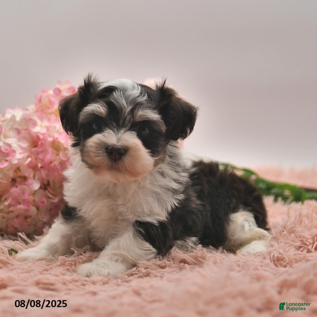 Havanese dogs for sale: Parker - Image 5