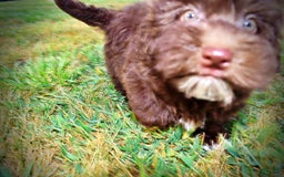 Havapoo dogs for sale: Karma - Image 13
