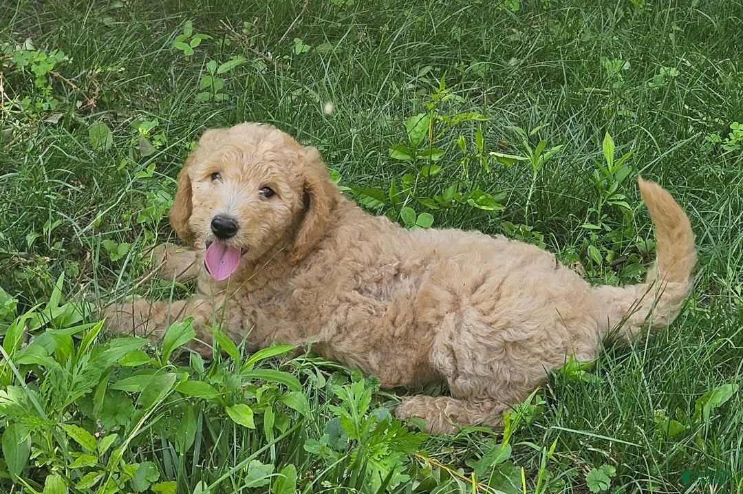 Goldendoodle dogs for sale: Taffy - Image 4