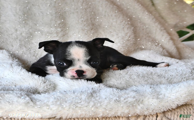 Boston Terrier dogs for sale - Ad 2
