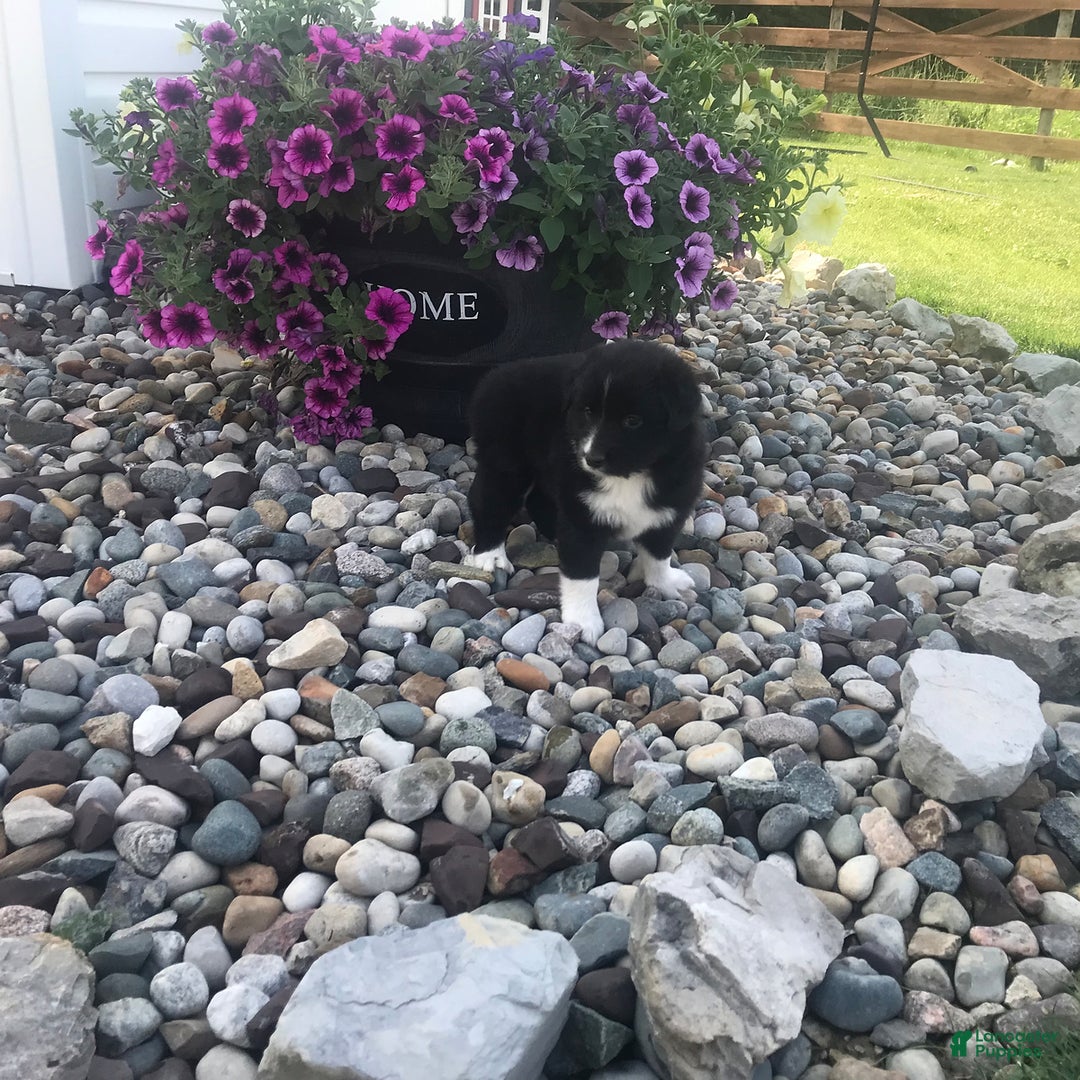 English Shepherd dogs for sale: Tabby - Image 3