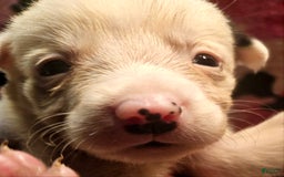 Border Collie dogs for sale: Ego - Image 7