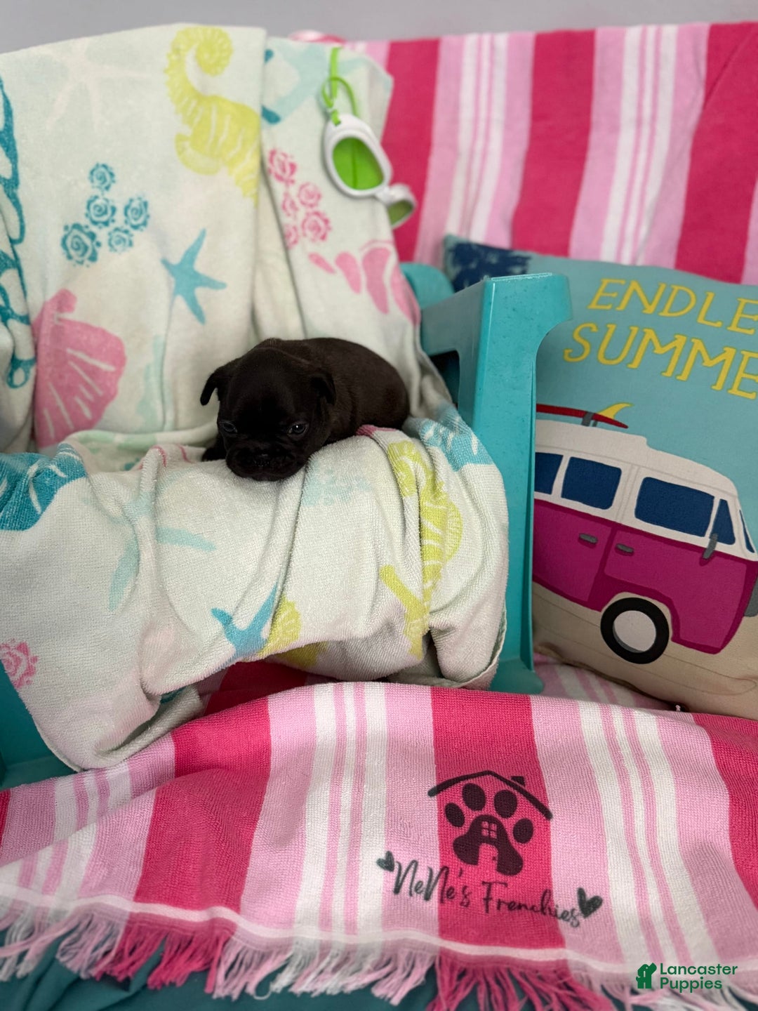 French Bulldog dogs for sale: Akc Black W Sable Overtones - Image 5