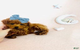 Toy Poodle dogs for sale: Pox - Image 3