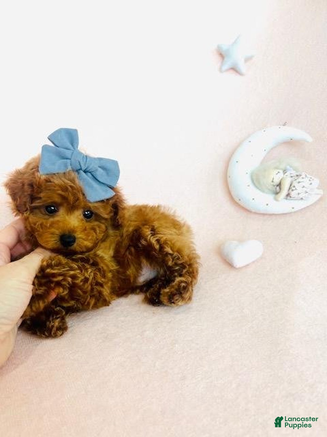 Toy Poodle dogs for sale: Pox - Image 3