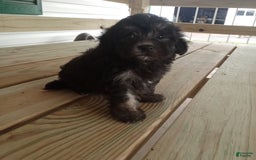 Havapoo dogs for sale: Benji - Image 1
