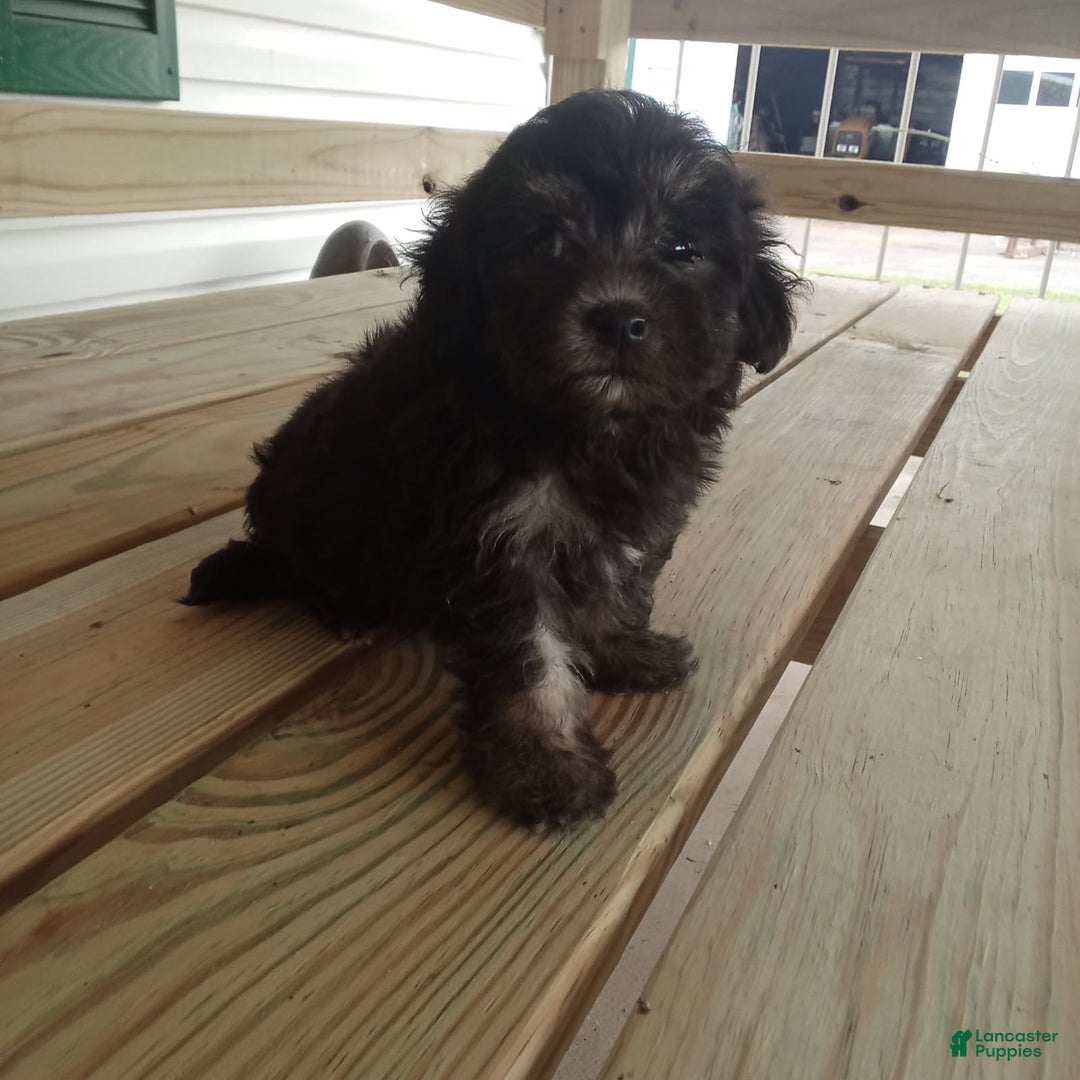 Havapoo dogs for sale: Benji - Image 1