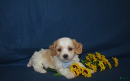 Cavachon dogs for sale: Rascal - Image 1