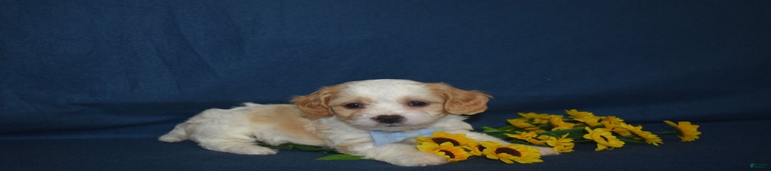 Rascal
