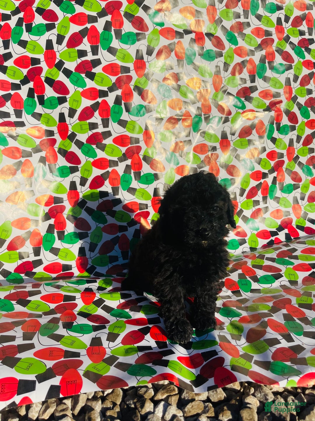 Miniature Poodle dogs for sale: Maxs - Image 4