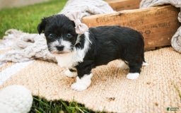 Havanese dogs for sale: Robin - Image 3