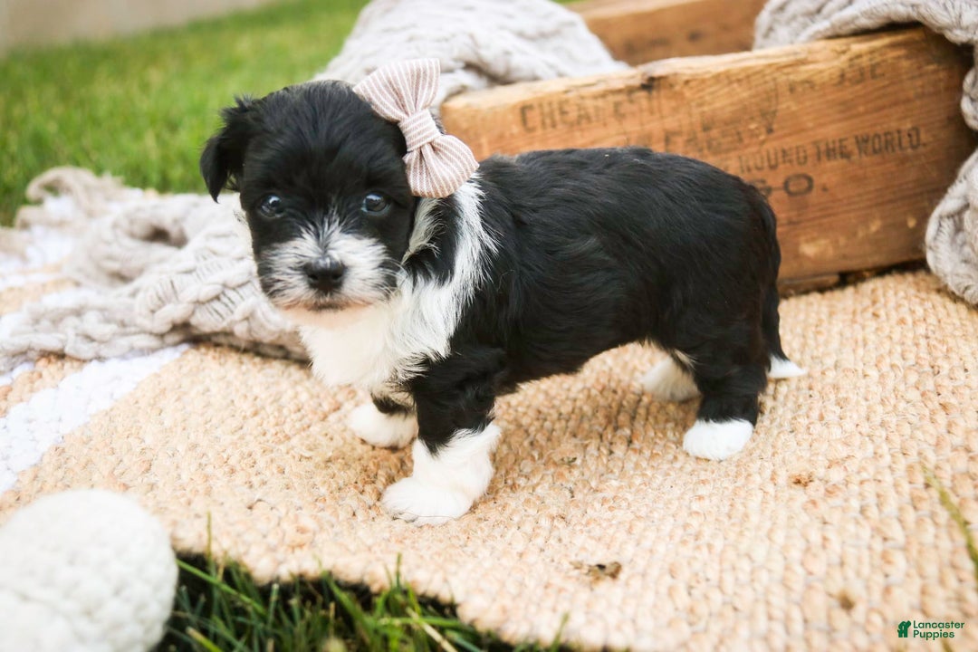 Havanese dogs for sale: Robin - Image 3