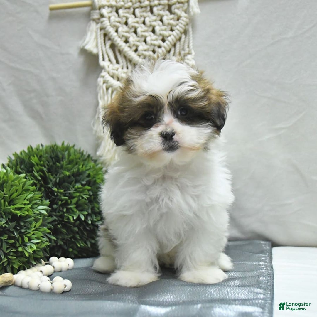 Shihpoo dogs for sale: Moose - Image 10