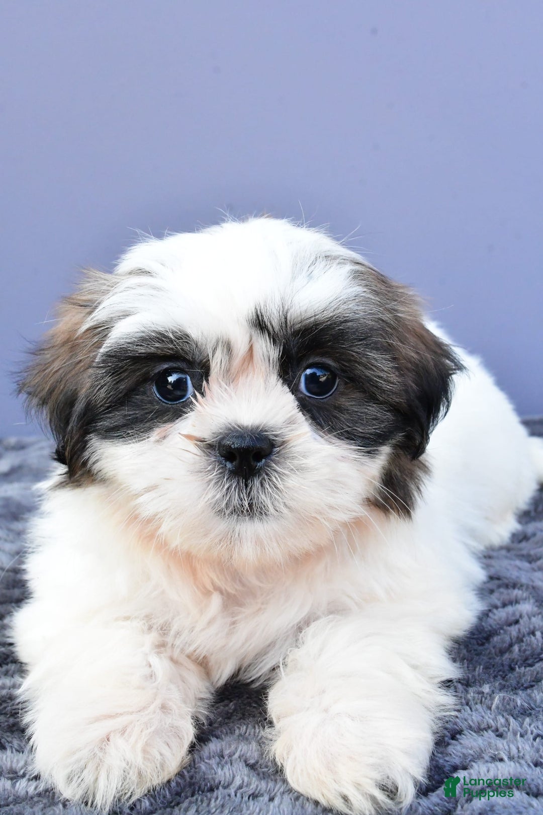 Shih Tzu dogs for sale: Uchenna - Image 3