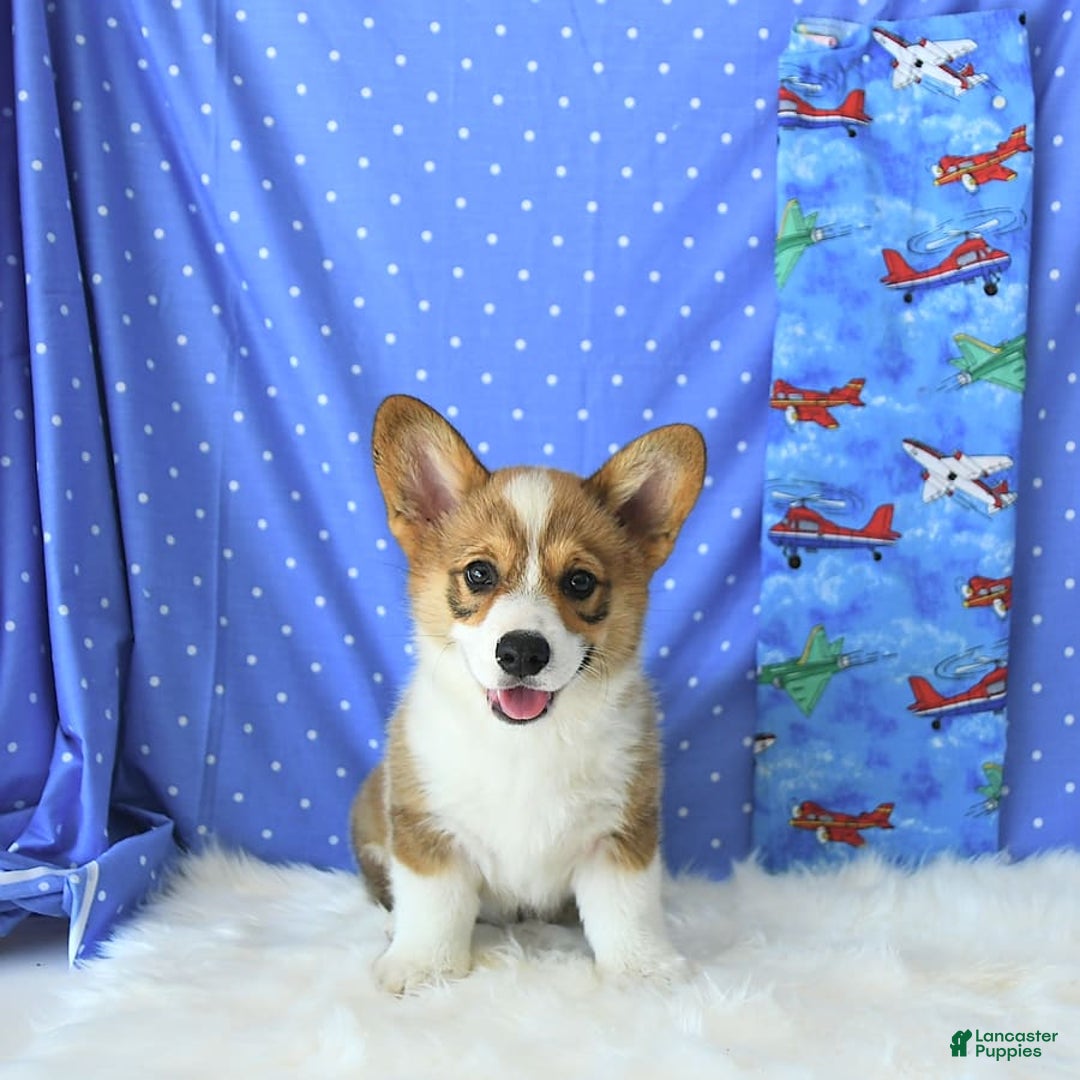 Welsh Corgi Pembroke dogs for sale: Linton - Image 10