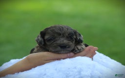 Cockapoo dogs for sale: Mackenzie - Image 3
