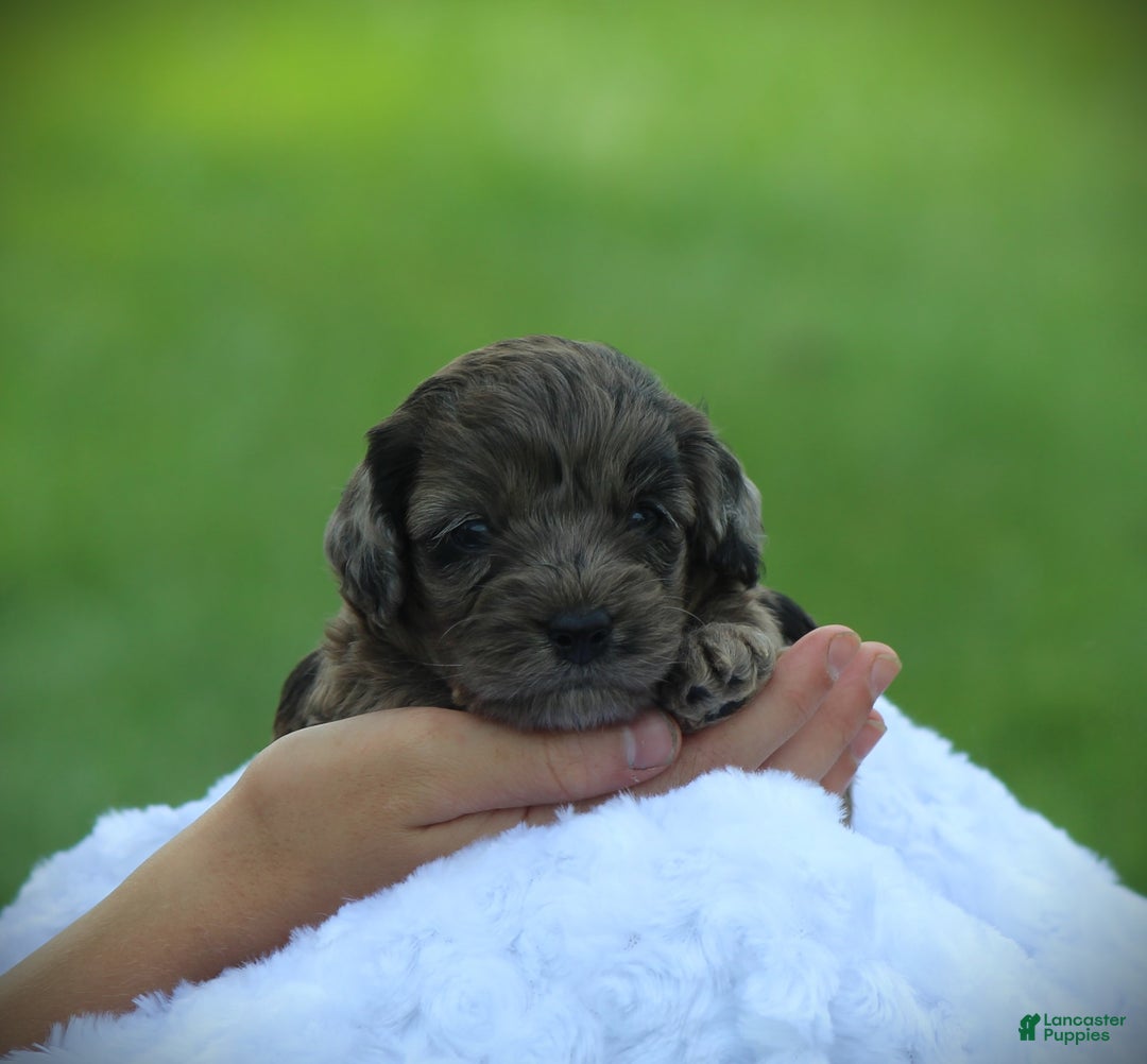 Cockapoo dogs for sale: Mackenzie - Image 3