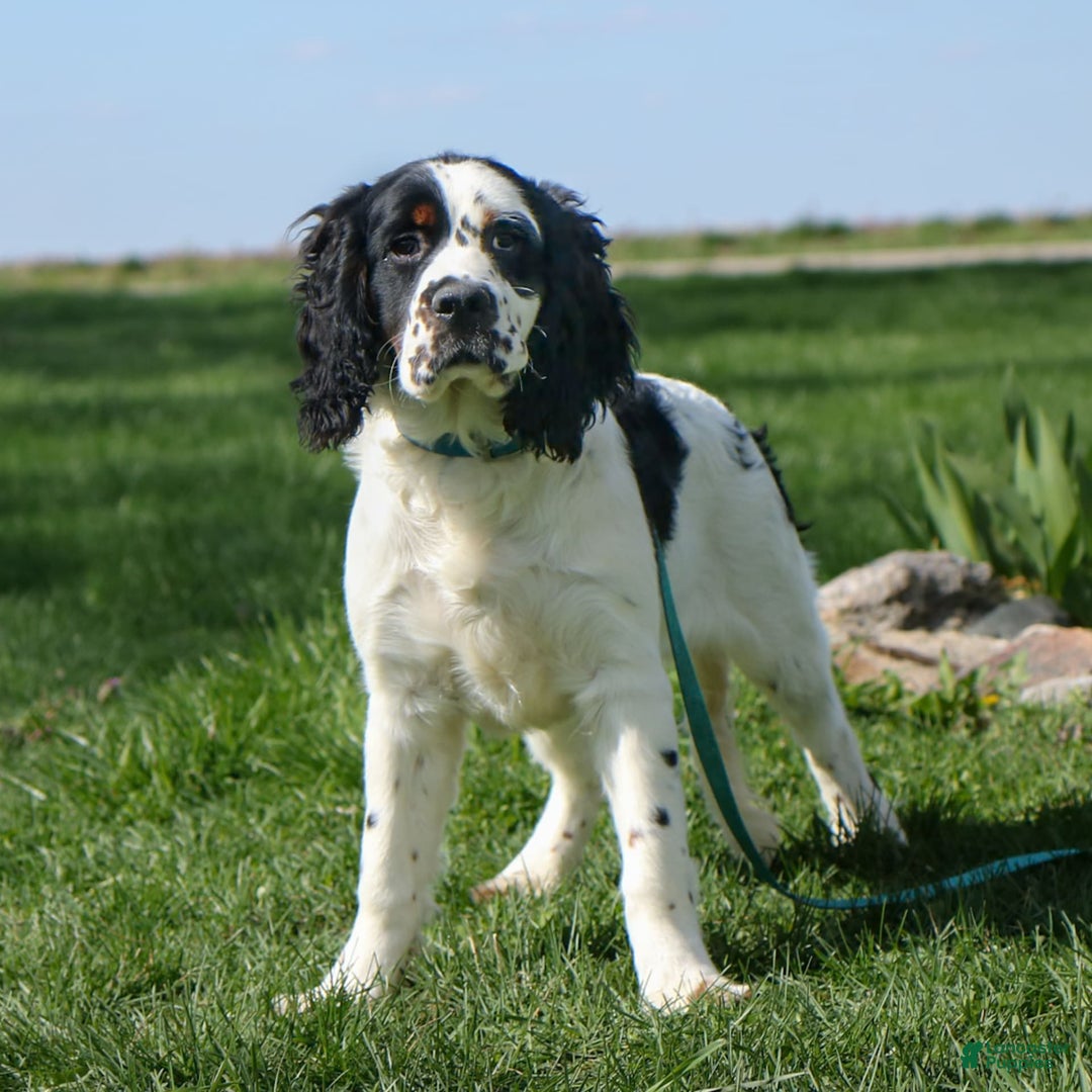 Saint Berdoodles dogs for sale: Buddy - Image 6