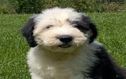 Old English Sheepdog dogs for sale: Floofy - Image 18