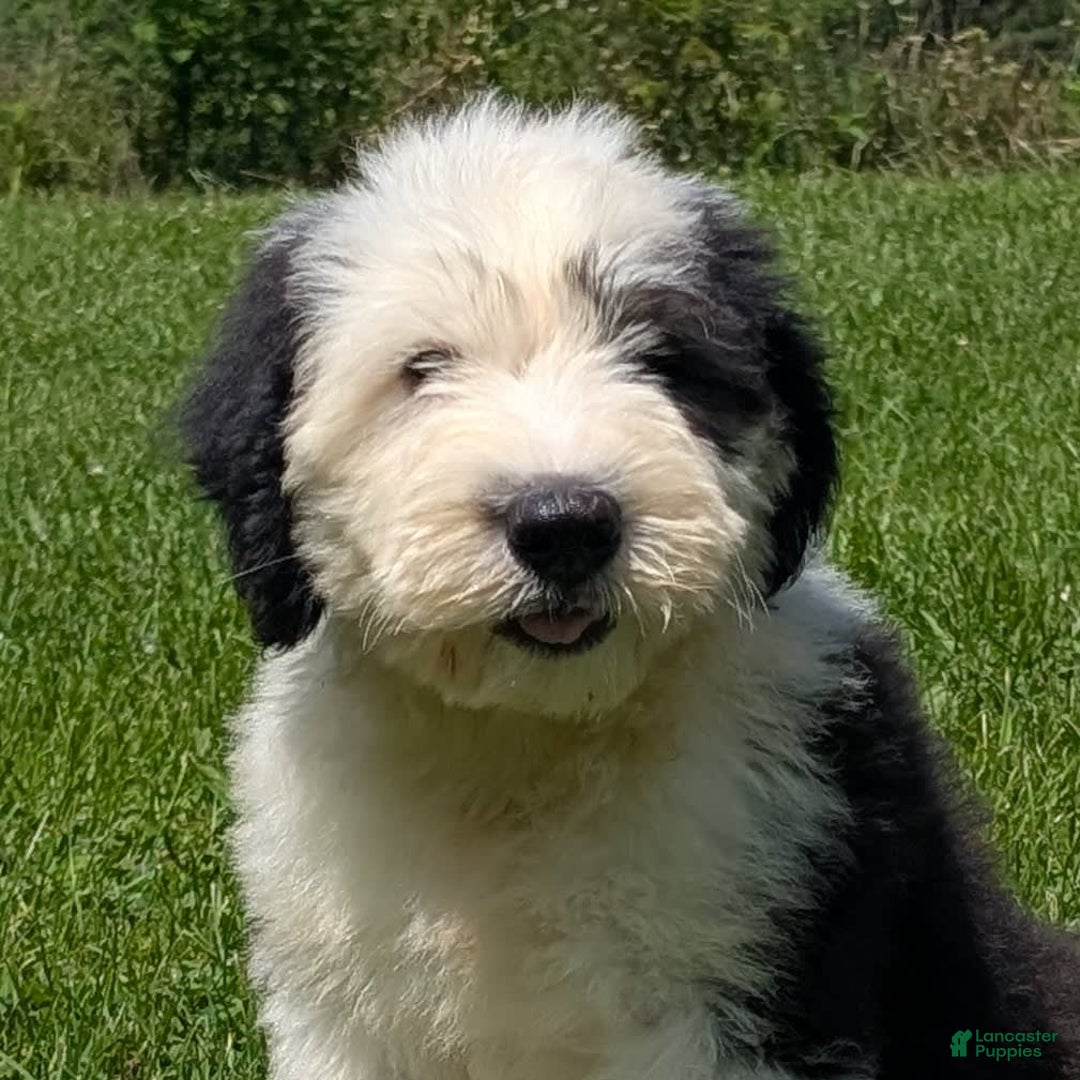 Old English Sheepdog dogs for sale: Floofy - Image 18