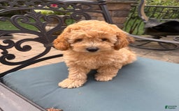 Toy Poodle dogs for sale: Kiko - Image 4
