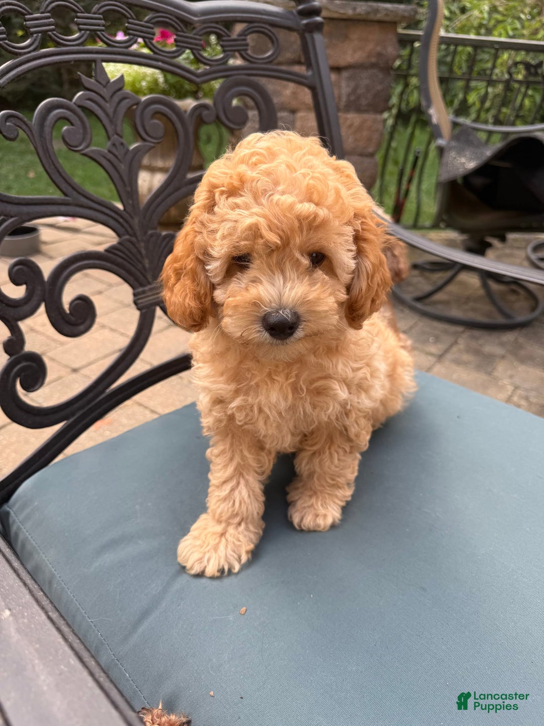 Toy Poodle dogs for sale: Kiko - Image 4