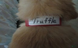Golden Retriever dogs for sale: Truffle - Image 20