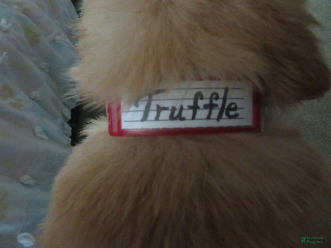 Golden Retriever dogs for sale: Truffle - Image 20